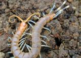Live centipede removed from woman’s throat