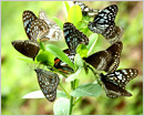 Moodbidri: Sammilan Shetty’s Butterfly Park to organize Free 1 week program for Students