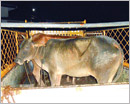 Puttur: Hindu Brethrens involved in Cow-Lifting; Counter-Complaint Lodged at Police Station