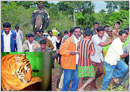 Mysore: Man-eater tiger of HD Kote caught