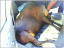 Cattle trafficking averted; accused flee