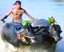 Kundapur: Over 30 Buffalo Pairs compete in Kambla, held at Mandadi in Hombady Gram Panchayat