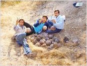 Worth Rs 1 crore, dinosaur eggs sell for Rs 500 in MP’s fossil-rich belts
