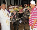 Mangalore: Prestigious Netravati – Phalguni Jodukare Kambla Begins at Pilikula