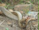 Kundapur: Terrified Locals View Warring Cobras in a Palm Grove at Koteshwar