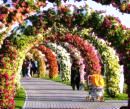 A worthy visit to Miracle garden Dubai