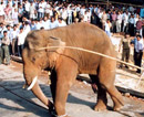Puttur: Laxmisha, Elephant Goes Berserk in Uppinangady; Kills mahout