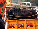Mangaluru: Police confiscate vehicle carrying cattle