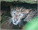 Udupi: Monsoon hunger, leopard falls into open well; rescued