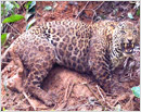Udupi: Trapped leopard rescued, released in forest