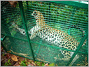 Foresters trap leopard straying into neighborhood of Pernankila