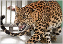 Tumakuru: Leopard kills four-year-old boy