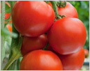 5 health benefits of tomatoes 5 health benefits of tomatoes