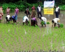 Udupi: Rotary Club organizes competition on planting paddy saplings at Pajaka
