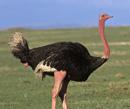 Ostrich is animal, conclude legislators in Pakistan
