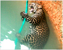 Moodubelle: Leopard falls into well, rescued by villagers