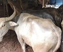 Kundapur: Sleuths Seize Truck Smuggling Cattle at Hattiyangady; Nab 2 Persons