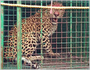 Udupi: Leopard creating panic trapped in Pernankila