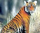 Karnataka says no to Centre’s tiger reserve proposals