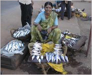 Mangalore: Fish prices move north as supply falls short