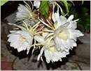 Kaup: Night bloomer “Brahma Kamala” flower astonishes many