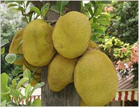 Coastal jackfruit all set to create ripples in US