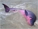 Mangaluru: Dolphin washed ashore at Hosabettu