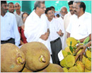 Dharmasthala: Jackfruit festival attracts huge gathering