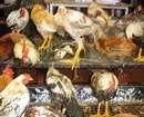 Mangalore: Chicken Prices Soar at Rs 135 per Kg, Any Takers?
