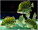 Ornamental fish breeding is a challenging business