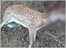 Mangaluru: 15 barking deers killed in stray dog attack at Pilikula Nisargadhama