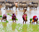 Uduipi: Agricultural land reduced, population rises