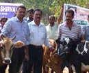 Udupi: Free administering of food & mouth pulse for cattle held at Shirva