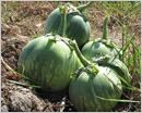 ’Mattu gulla’ can be grafted on to inferior varieties of brinjal