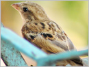 Mumbai: Mumbaikars enchant on birds love on occasion of World Sparrow Day