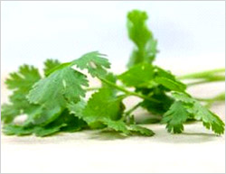 Coriander’s numerous health benefits