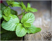 Try the magic of peppermint for health Try the magic of peppermint for health