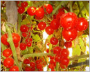 My Cherry Tomatoes Garden in Bahrain