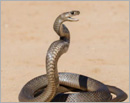 Kolar: Drunk man bites a snake to death