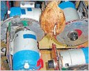 M’lore: This machine deshells coconut in a wink