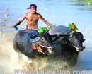 Mangalore: Will famed coastal buffalo race ’Kambala’ escape SC ban?