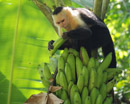 Udupi: Wild monkeys ruin crop worth crores!