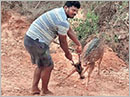 Udupi: Locals rescue deer fallen into canal