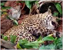 Udupi: Man injured while trying to save cow from Leopard