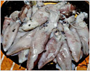 Mangalore: Dwindling cuttlefish catch worries local fishermen