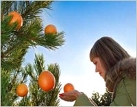 Top 5 superfoods with healing powers Top 5 superfoods with healing powers