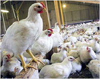 Mangalore: Chicken prices head marginally south on flu scare