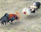 Shirva: Tamil Nadu roosters to fight in DK, Udupi