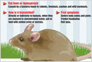 Mangalore: Rat fever claims two lives in two days