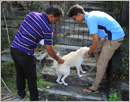 Udupi/M’Belle: ICYM Unit organizes rabies vaccination drive for around 600 dogs